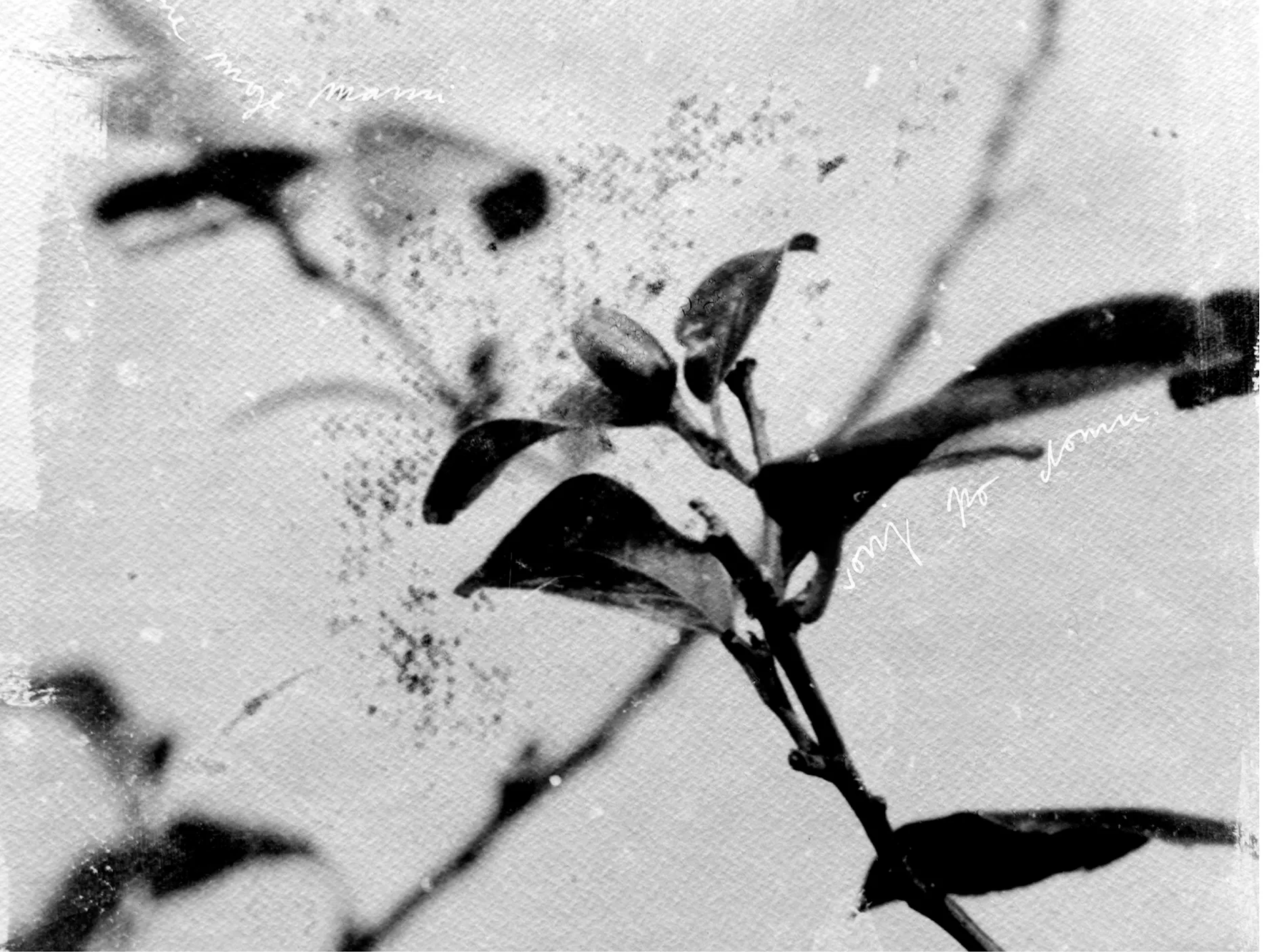 Črno bela fotografija. Detajl vejic in listov  drevesa